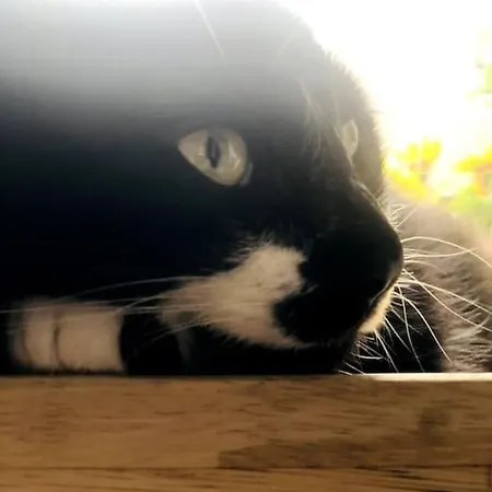 Agelandkaai Apartment *