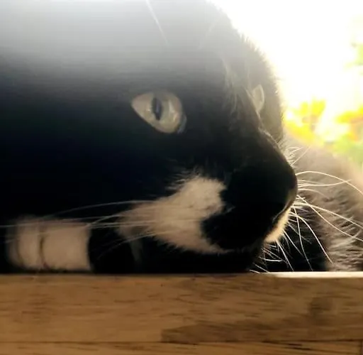 Agelandkaai Apartment *